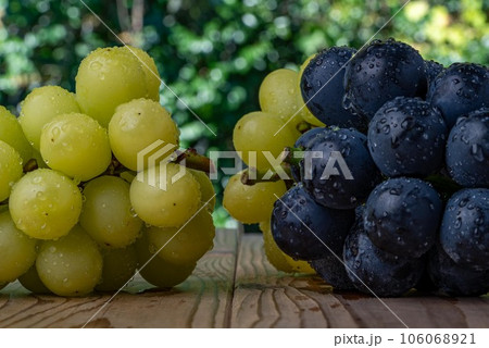 水に濡れたナガノパープルとシャインマスカットの板の上の写真 水に濡れたナガノパープルとシャインマスカットの板の上の写真 106068921