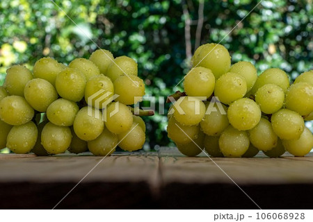 水に濡れたシャインマスカットの板の上の写真 106068928