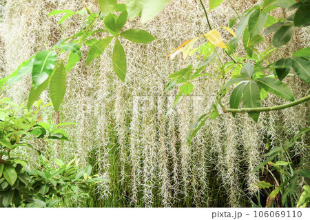 サルオガセモドキ（着生植物） 106069110
