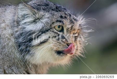 Pallas's cat (Otocolobus manul), also known as the manul, is a small wild cat with long and dense light grey fur, and rounded ears set low on the sides of the head. 106069269