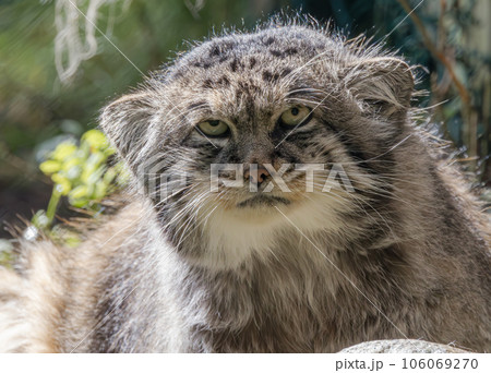 Pallas's cat (Otocolobus manul), also known as the manul, is a small wild cat with long and dense light grey fur, and rounded ears set low on the sides of the head. 106069270