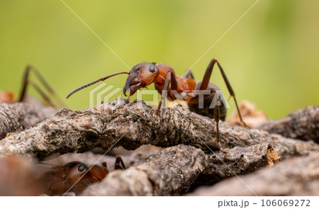 Ant close-up in the wild. 106069272