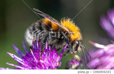 Bumblebee collects nectar from the flower. Close-up macro. 106069281