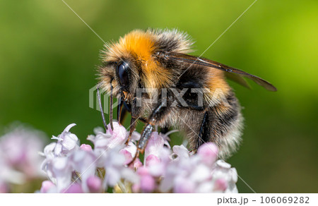 Bumblebee collects nectar from the flower. Close-up macro. 106069282