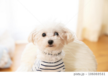 ボーダーの服を着て窓辺の白いソファーにのったマルプーのバストアップ 106069581