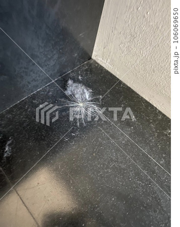 部屋の隅のケセランパサラン 部屋の隅のケセランパサラン 106069650