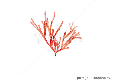 Lomentaria articulata red algae branch isolated on white 106069675