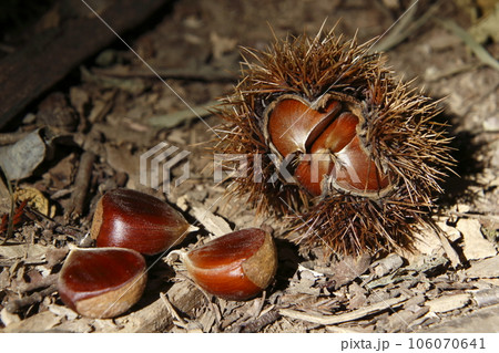 雑木林の柴栗(シバグリ)/山栗(ヤマグリ) 雑木林の柴栗(シバグリ)/山栗(ヤマグリ) 106070641