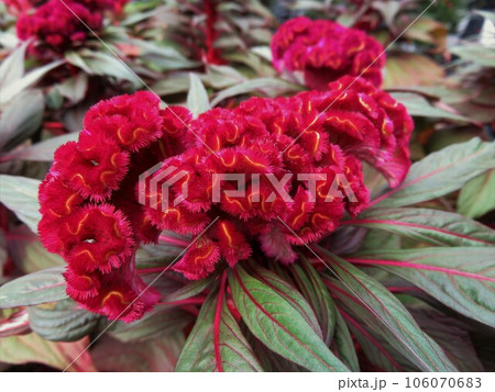 セロシア ドラキュラ セロシア ドラキュラ 106070683