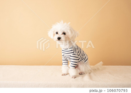 ボーダーの服を着てお座りしたマルプー 106070793