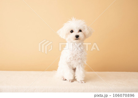 お座りしたマルプーの仔犬 106070896