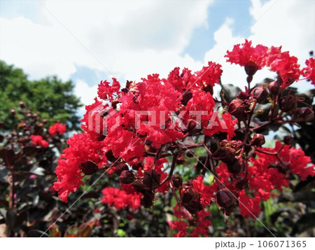 サルスベリ　クリムゾンレッド 106071365