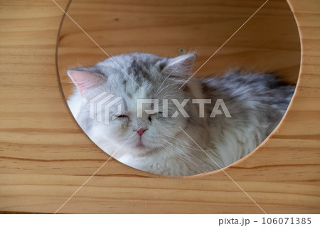A cat is sitting on the table A cat is sitting on the table 106071385