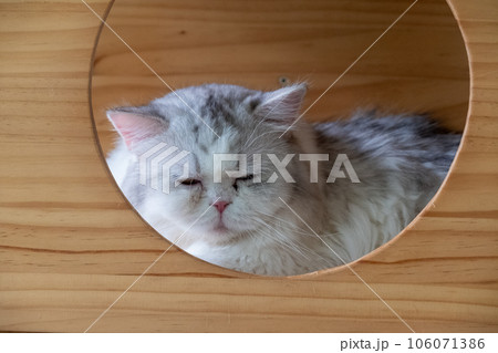 A cat is sitting on the table 106071386