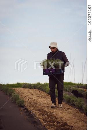 A man in a box carries lavender seedlings, in the background is a car and the sky. A man in a box carries lavender seedlings, in the background is a car and the sky. 106072102