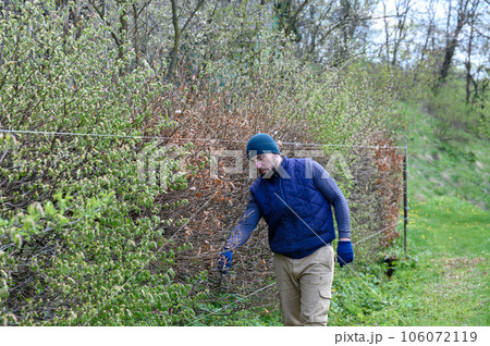 The hedge is made of different types of trees and bushes, the gardener levels and trims the hedge. The hedge is made of different types of trees and bushes, the gardener levels and trims the hedge. 106072119