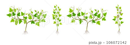 Grapevine Plant Growth with Young Sapling Development Vector Set 106072142