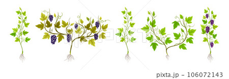 Grapevine Plant Growth with Young Sapling Development Vector Set Grapevine Plant Growth with Young Sapling Development Vector Set 106072143