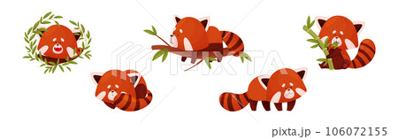 Cute Red Panda Chinese Animal Character with Striped Tail Vector Set 106072155
