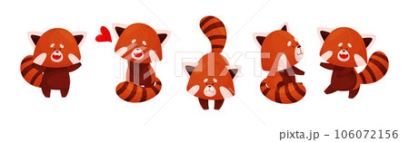 Cute Red Panda Chinese Animal Character with Striped Tail Vector Set 106072156