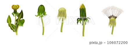 Dandelions Flower Growing on Green Stem Vector Set 106072200