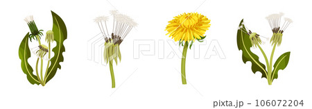 Dandelions Flower Growing on Green Stem Vector Set Dandelions Flower Growing on Green Stem Vector Set 106072204