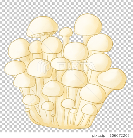 Shimeji mushrooms Shimeji mushrooms 106072205