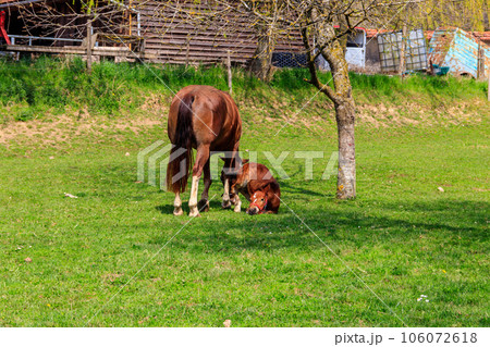 Mare horse and her foal on a green meadow Mare horse and her foal on a green meadow 106072618