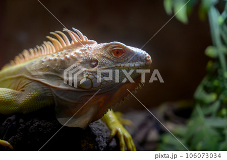 closeup yellow Iguana lying on a branch. Iguana is lizard reptile in the genus Iguana in the iguana family. closeup yellow Iguana lying on a branch. Iguana is lizard reptile in the genus Iguana in the iguana family. 106073034