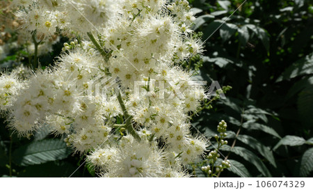 White small flowers of meadowsweet close-up. 106074329