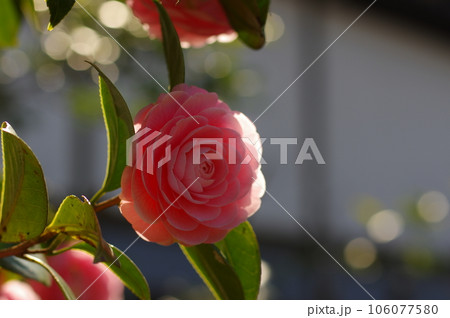 ピンク色の慎み深い椿の花 106077580