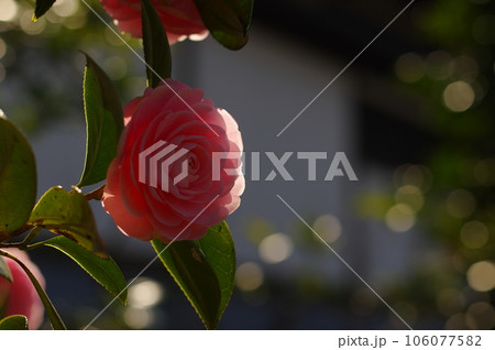 ピンク色の慎み深い椿の花 106077582