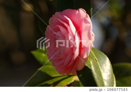 ピンク色の慎み深い椿の花 ピンク色の慎み深い椿の花 106077583