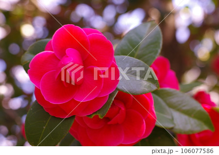 誇り高い綺麗な赤い椿の花 106077586