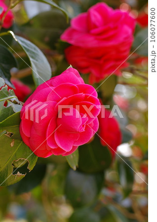 誇り高い綺麗な赤い椿の花 誇り高い綺麗な赤い椿の花 106077600