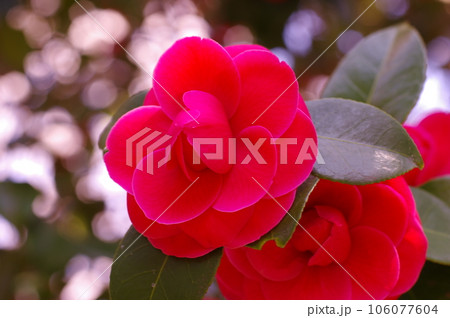 誇り高い綺麗な赤い椿の花 誇り高い綺麗な赤い椿の花 106077604