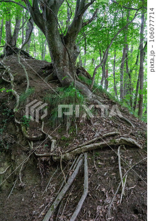 むき出しの木の根 106077714