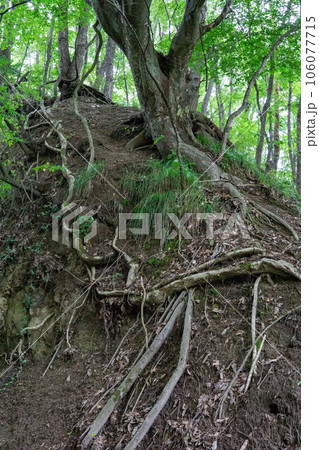 むき出しの木の根 106077715