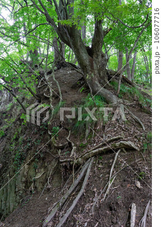 むき出しの木の根 106077716