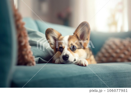 Corgi dog lying on couch at home, cute pet on sofa in room close-up 106077981