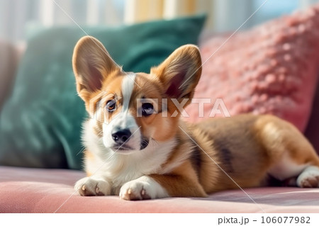Corgi dog lying on pink sofa at home, cute pet on vintage couch in room 106077982
