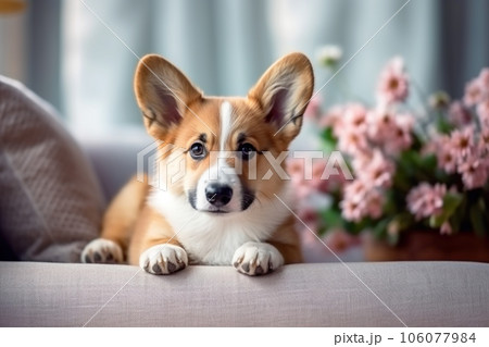 Corgi dog lying on sofa at home, cute pet on couch with flowers 106077984