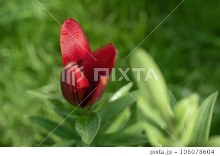 Red flower on a blurred green background. Drops of water on the petals. 106078604