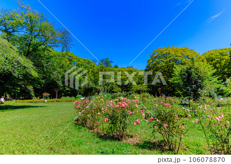 東京 渋谷区 初夏の代々木公園(フラワーランド) 東京 渋谷区 初夏の代々木公園(フラワーランド) 106078870
