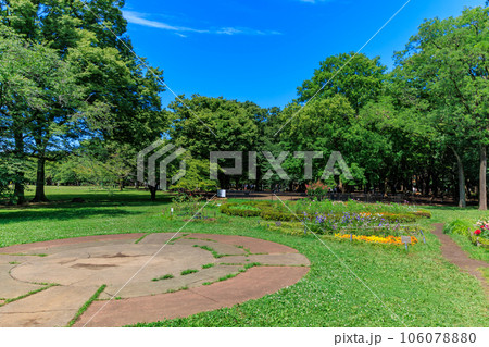 東京 渋谷区 初夏の代々木公園(フラワーランド) 東京 渋谷区 初夏の代々木公園(フラワーランド) 106078880