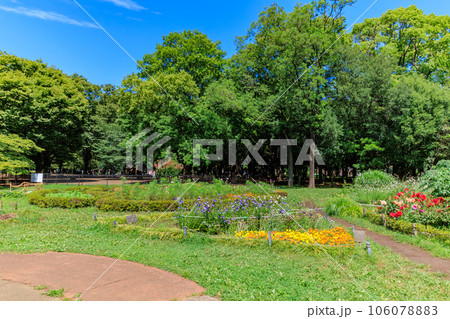 東京 渋谷区 初夏の代々木公園(フラワーランド) 東京 渋谷区 初夏の代々木公園(フラワーランド) 106078883