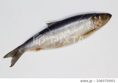 Herring on a white background. Isolated. Whole Salty fish. Salted herring. Successful marine fishing. Sea catch of fishermen. Delicious juicy ocean food. Freshness and seafood. Close-up. Top view 106078983