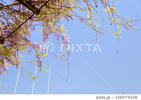 フジの花 106079106