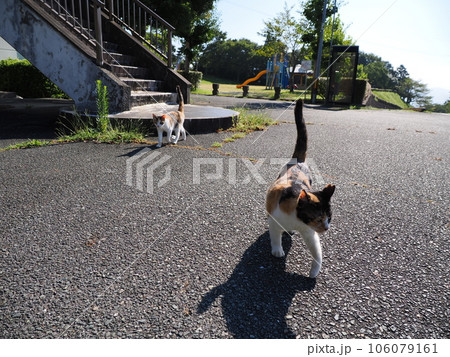見つめる三毛猫の子猫 見つめる三毛猫の子猫 106079161
