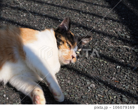 見つめる三毛猫の子猫 106079169